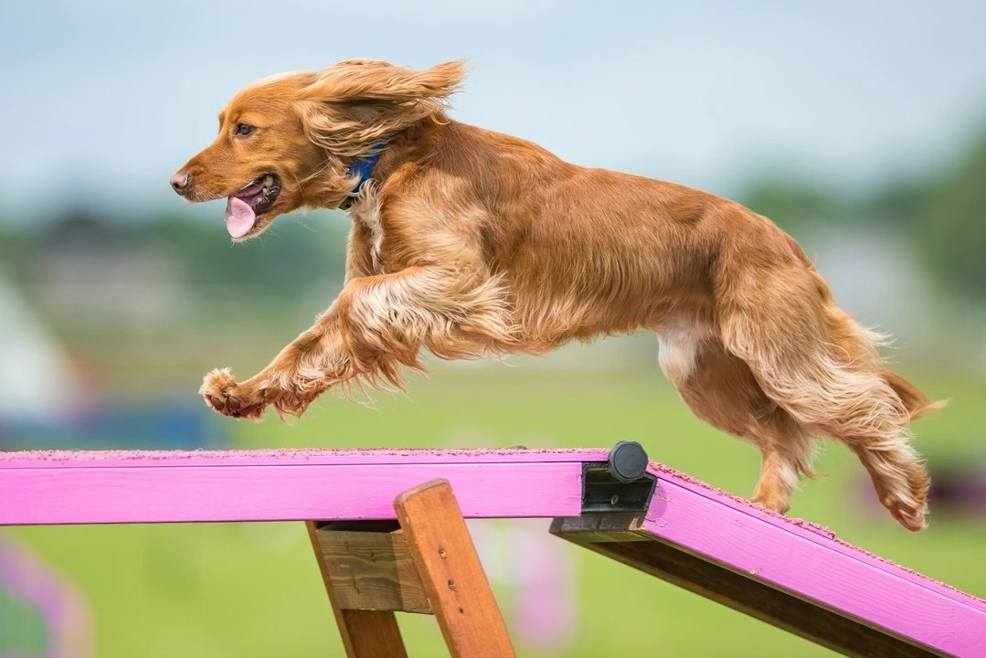 Sportovní pes, agility